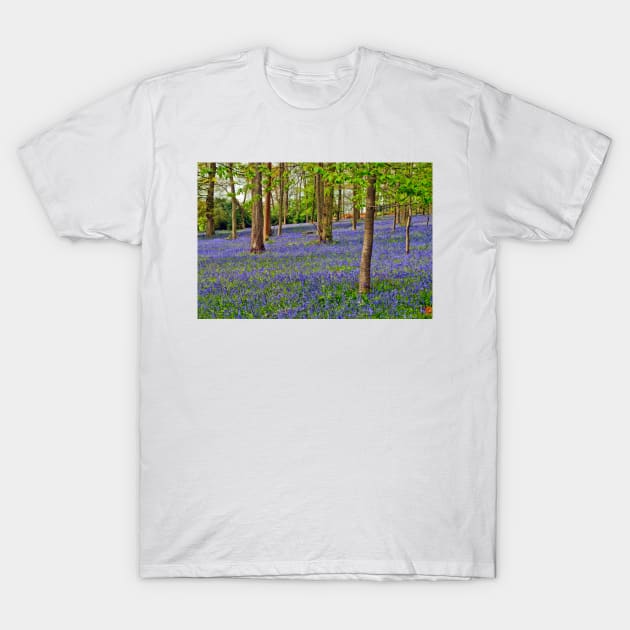 Bluebell Woods Greys Court Oxfordshire UK T-Shirt by AndyEvansPhotos